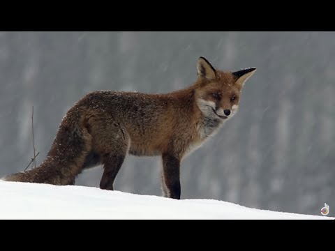 Видео: Как животные переживают зиму (документальный фильм о дикой природе)