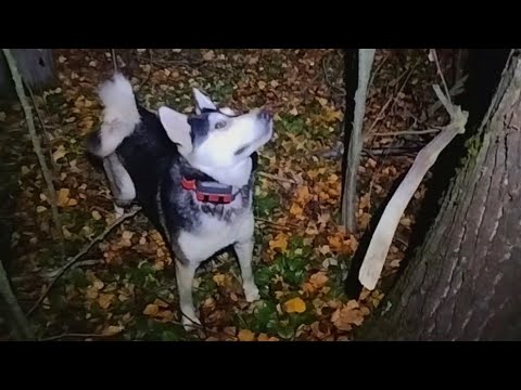 Видео: Натаскать молодую лайку/ выход в лес утром и вечером/