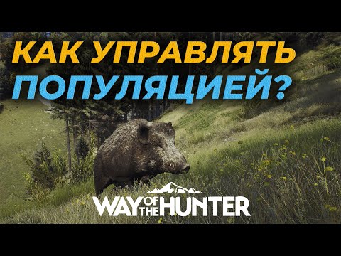 Видео: [ГАЙД] КАК УПРАВЛЯТЬ ПОПУЛЯЦИЕЙ И ВЫРАСТИТЬ ТОПОВЫЙ ТРОФЕЙ 🎮 Way of the Hunter