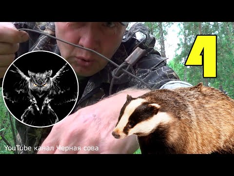 Видео: Охота на барсука, волка. Надёжная петля