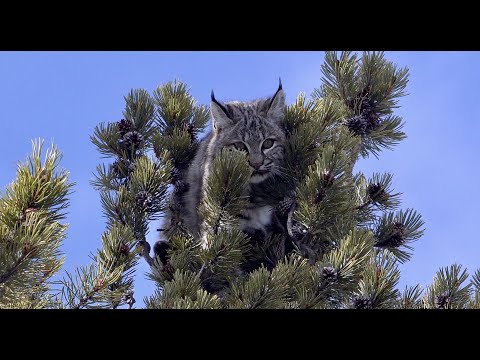 Видео: Houndsman — Погоня за Montana Bobcats