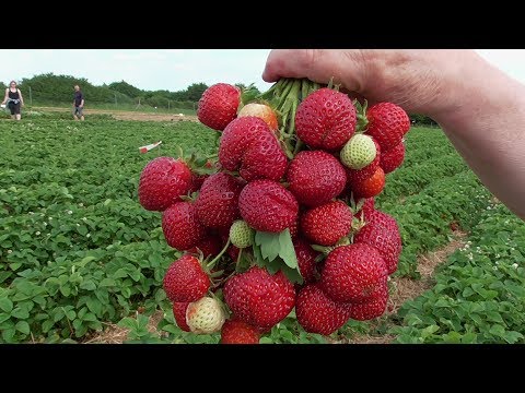 Видео: Ягодка Клубничка !Варенье! Сироп !Заморозка!