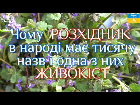 Видео: Чому  РОЗХІДНИК в народі має тисячу назв і одна з них ЖИВОКІСТ!!! (Glechoma hederacea)