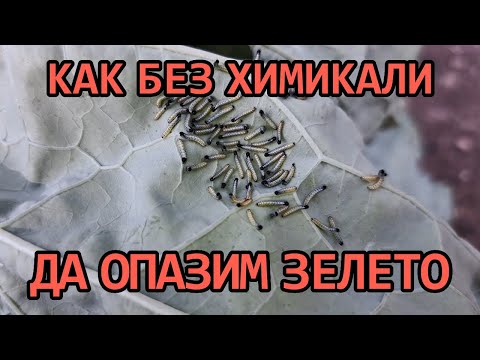 Видео: Екологичен начин за борба с гъсениците на бяла зелева пеперуда!