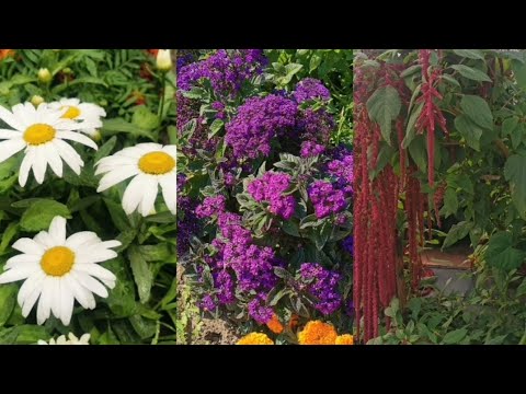 Видео: Ожидание и реальность🌺