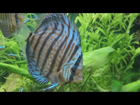 Видео: Дискусы в общем аквариуме.