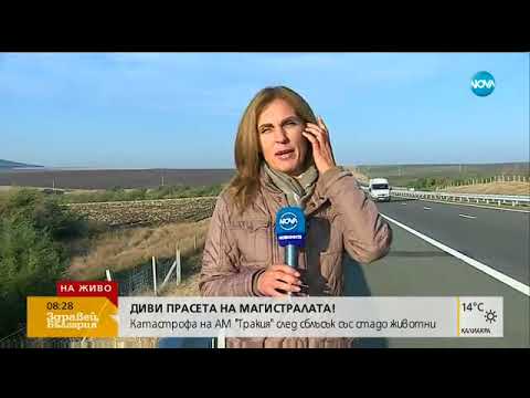 Видео: Диви прасета на магистралата - Здравей, България (05.10.2017г.)