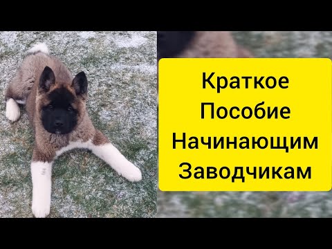Видео: Краткое пособие начинающим заводчикам #акитомания #собака #зима #щенки #акита #puppy #akitalife