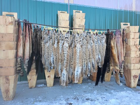 Видео: Отлов рысей 2024-2025