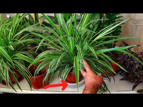 Видео: 90% Хона гуллари учун бу нарса керак эмас. Фойдаси хам, зарари хам бор.