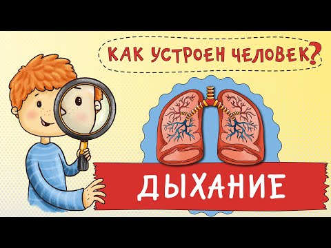 Видео: Мультфильм. Как устроен человек? Зачем мы дышим? Путешествие по вашему телу. Развивающий мультик.