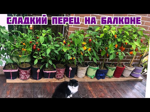 Видео: Сладкий перец на балконе и в открытом грунте.