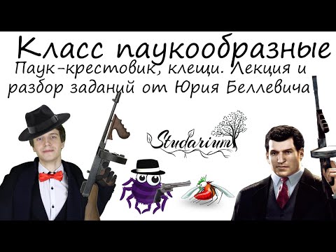 Видео: Класс паукообразные. Паук-крестовик, клещи. Лекция и разбор заданий от Юрия Беллевича