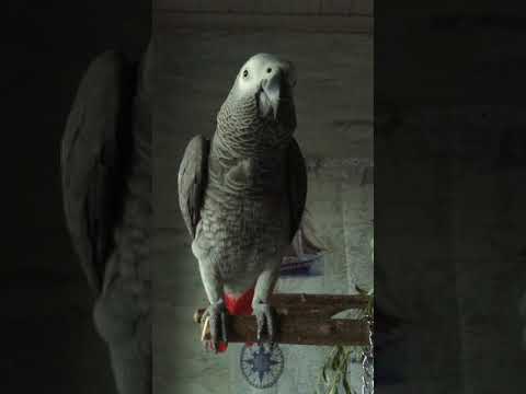 Видео: Наша выбражуля приболела 🤧 , поэтому пока новое видео не снимаем, но нашлось немного танцев 💃🏼