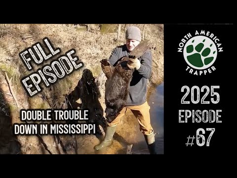 Видео: 2025 Эпизод №67 ~ MISSISSIPPI LIVE Койот/Лиса/Бобр