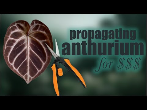 Видео: размножить антуриум за наличные