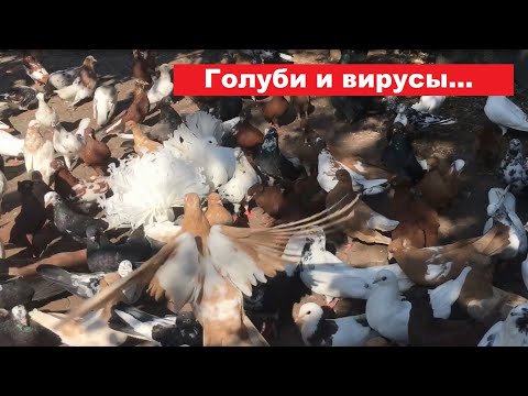 Видео: Как голуби реагируют на стресс?