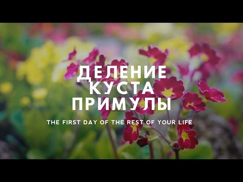 Видео: Деление куста примулы