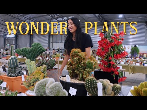 Видео: Покупка экзотических и необычных растений на выставке кактусов 🌵