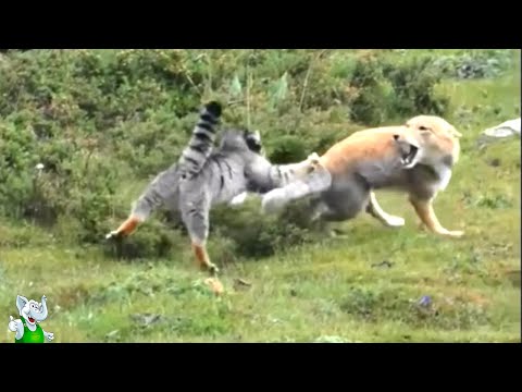 Видео: Манул Против Лисы / Случаи с Животными Снятые На Камеру