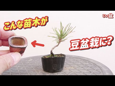 Видео: [Может ли такая чёрная сосна стать «мамэ-бонсай»? 🤔] / Для начинающих / Как сделать бонсай