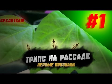 Видео: Трипс на рассаде. Первые признаки 🍅