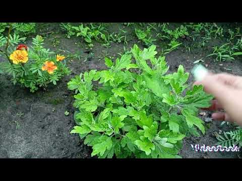 Видео: Вкорінення черенків хризантеми.