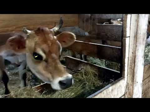 Видео: ДАЛИ ИМЕНА ТЕЛОЧКЕ И БЫЧКУ🍒🐮🌺