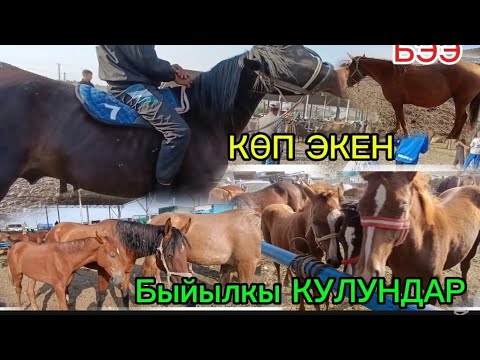 Видео: ЖЫЛКЫ БАЗАР ТОКМОК МАЛ БАЗАРЫ 7-СЕНТЯБРЬ 2025ж , КУЛУНДАР, БЭЭЛЕР ТАЙЛАР, АТТАР КУЛУНДУУ БЭЭЛЕР 