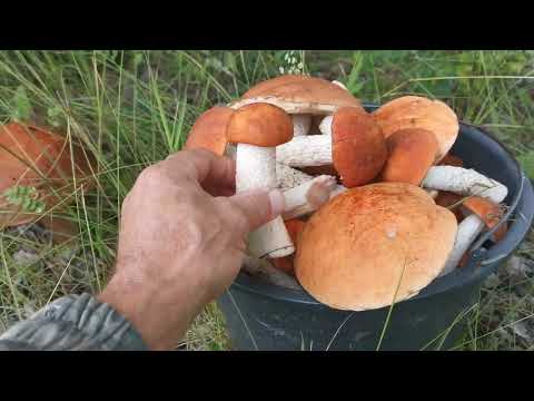 Видео: Август 2024 в Родовом поместье ВеЛес