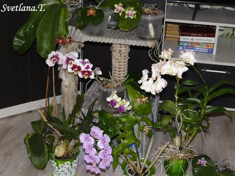 Видео: Мои  любимые красавцы дендрофаленопсисы )