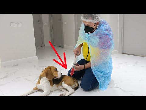 Видео: КОЛЯ спасает ШЕРЛОКА. ЩЕНОК В БОЛЬНИЦЕ. БРОС ШОУ ПЕТ