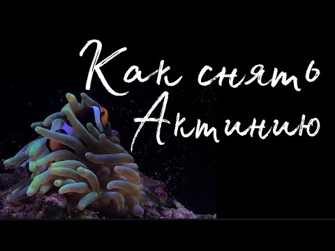 Видео: Как снять Актинию (3 способа) | Морской аквариум | Reef tank
