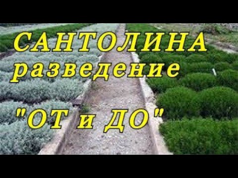 Видео: Разведение САНТОЛИНЫ  - весь процесс "ОТ и ДО".