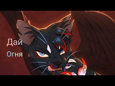 Видео: коты воители бич 🥰 песня- Дай огня🔥🔥🔥🔥🔥🔥🔥🔥🔥🔥