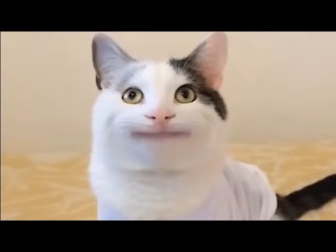 Видео: 11 Часть Сборник Белуги На Русском #Txpstudio