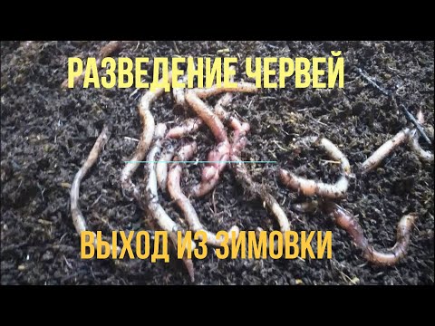 Видео: Разведение червя Дендробена и Старатель. Выход из зимовки в неотапливаемом помещении 2020