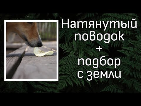 Видео: Тянет поводок и ищет еду -- разные проблемы?