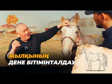 Видео: Bai Qymyz  | Жылқының дене бітімін талдау - профессор, Қайрат Исхан