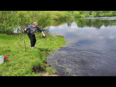 Видео: Выловили сома. Река Березина. 15.05.2024