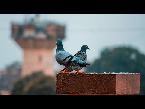 Видео: “Хотын тагтаа” 4р хэсэг