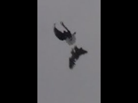 Видео: Надеюсь, что это последняя удачная атака хищной птицы.