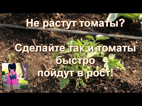 Видео: Томаты после высадки не растут, желтеют. Сделайте так: томаты быстро пойдут в рост.Подкормки, советы