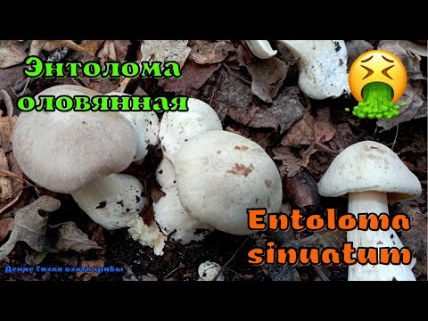 Видео: Энтолома ядовитая | Entoloma sinuatum