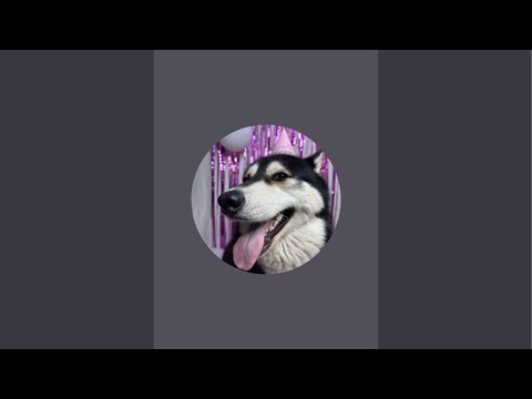 Видео: Husky Luna life в прямом эфире!