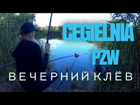 Видео: ОТЛИЧНЫЙ ВЕЧЕРНИЙ КЛЕВ! РЫБАЛКА НА ПОПЛАВОК ЛЕТОМ. STARA CEGIELNIA PZW.