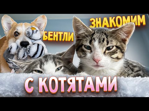 Видео: Знакомим корги Бентли с котятами. Не та реакция, которую мы ожидали…