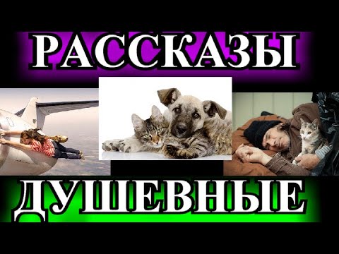 Видео: ДУШЕВНЫЕ РАССКАЗЫ\1❤️НЕ СПЕШИТЕ ПРЫГАТЬ С ОБРЫВА❤️КУРС ДРУЖБЫ❤️НЕУДАЧНИК❤️БЕГЛЕЦ❤️@TEFI РАССКАЗЫ