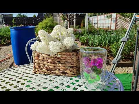 Видео: БОЛЬШОЕ САДОВОЕ ПУТЕШЕСТВИЕ В ПОСЛЕДНИЙ ДЕНЬ ВЕСНЫ🤗