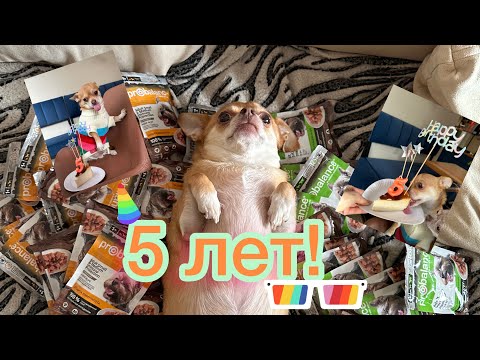 Видео: Отмечаем день рождение собаки:) Новая лежанка , запас корма и праздничный тортик 🍰 #чихуахуа